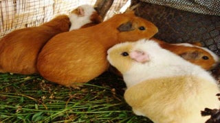 Huancayo: Realizan peculiar desfile de moda ´Cuy fashion´