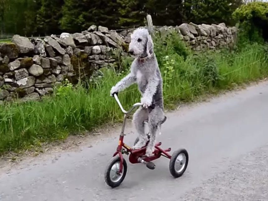 Perro Barry YouTube: conoce a Barry, el perro que sabe montar en bicicleta