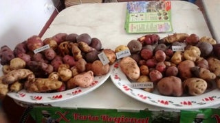 Se registra ligero incremento en el precio de la papa