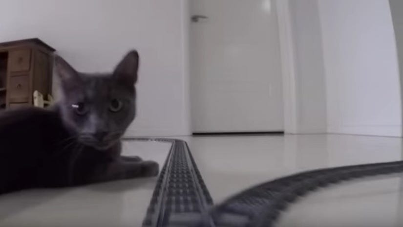 Hasta el gato de la casa se quedó sorprendido por el recorrido del tren.