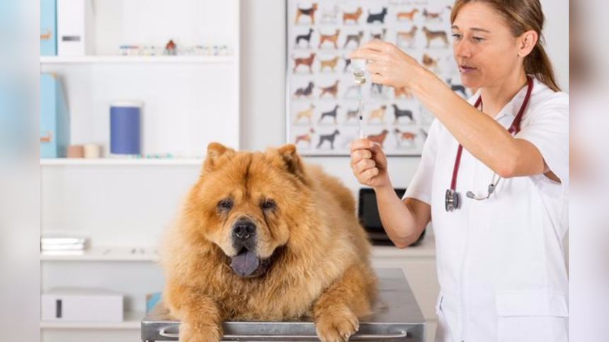 Los veterinarios también podrán deducir hasta 10 UIT del pago del Impuesto a la Renta.