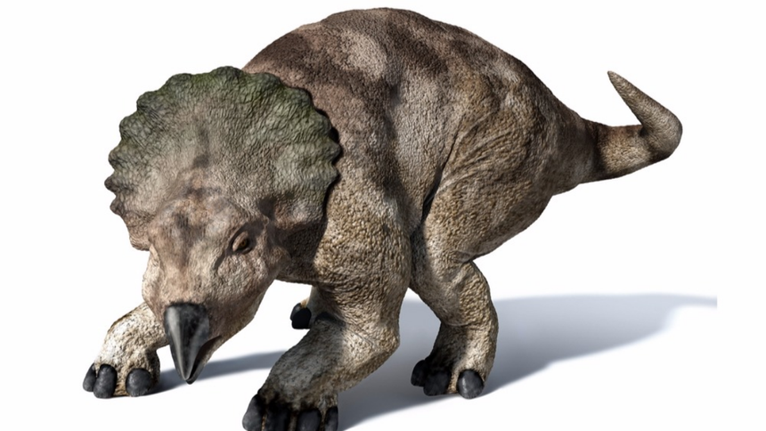 Recreación del protoceratops, uno de los dinosaurios cuyos restos fueron analizados.