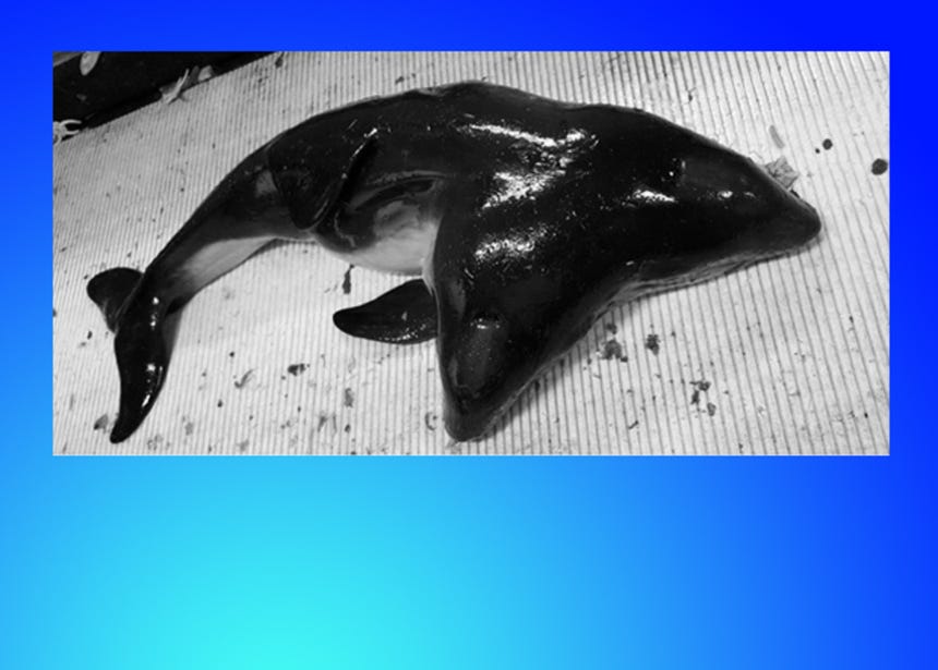 Marsopas siamesas unidas. 