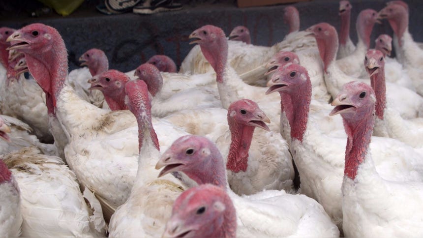 El 70 por ciento de la producción nacional de pavos se ofertará en forma de pavo entero y el 30 por ciento en pavo trozado.