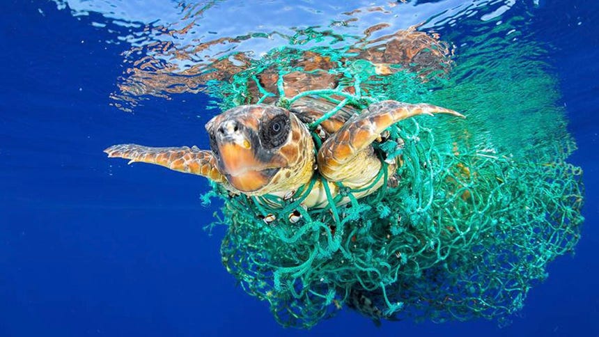 La contaminación por plástico amenaza a más de 4.000 especies marinas en todo el planeta