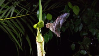 Nuestro Planeta: Perú es uno de los protagonistas del documental narrado por Salma Hayek