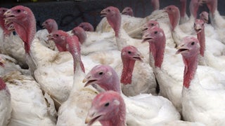 Navidad 2022: Este año se ofertan 1 millón 750 mil pavos congelados