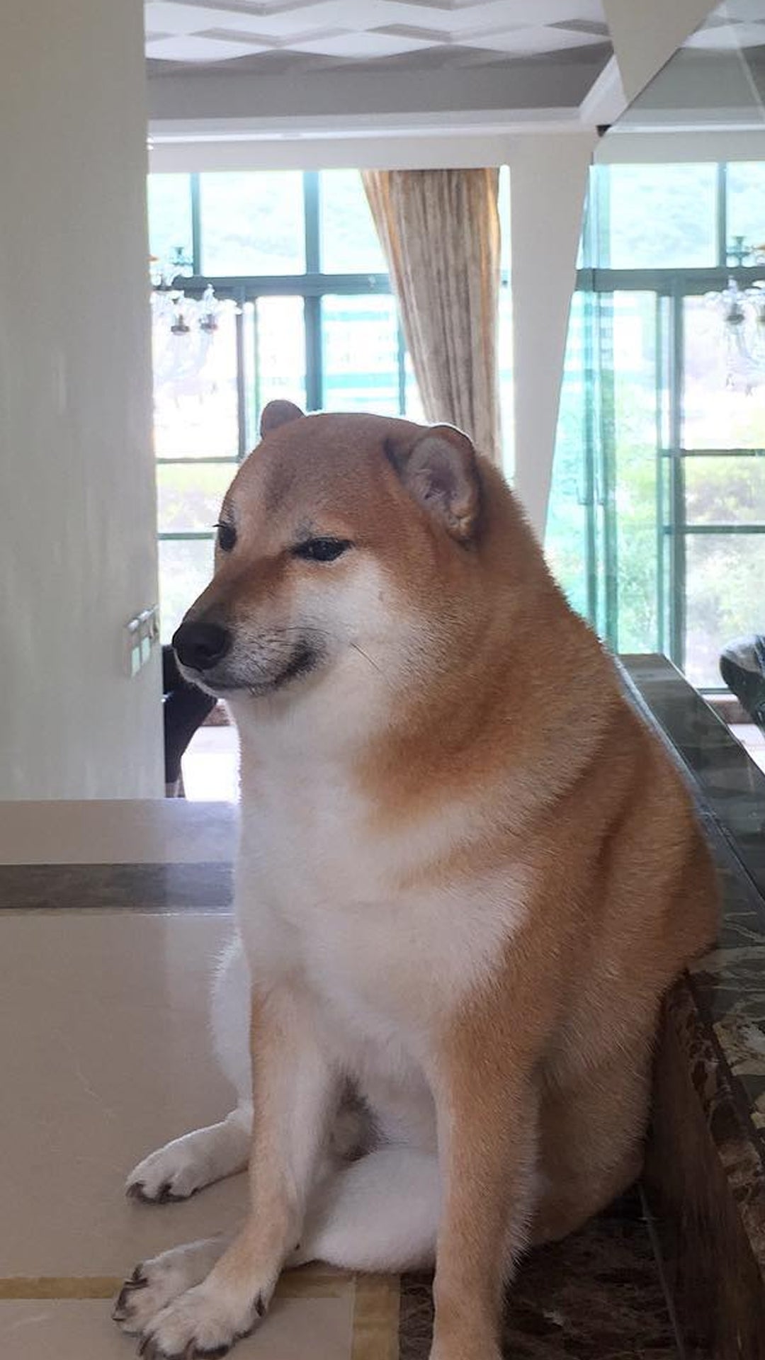 Murió ‘Cheems’, la perrita que inspiró populares memes: su familia le dedicó emotiva despedida