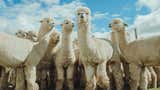 Día Nacional de la Alpaca: ¿Cuánta fibra exporta el Perú?