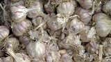 Precio del ajo podría normalizarse completamente en 3 a 4 semanas