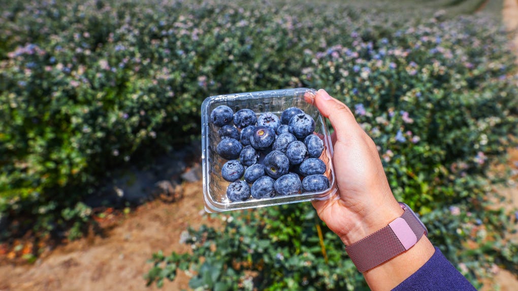 Cada 9 de septiembre se celebra el Día Mundial de la Agricultura, en honor a la fundación de la Organización Mundial de Agricultura y Alimentación (FAO) en 1945.