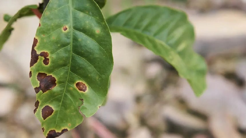 Plaga de la roya afecta a las hojas y tallo de las plantas.