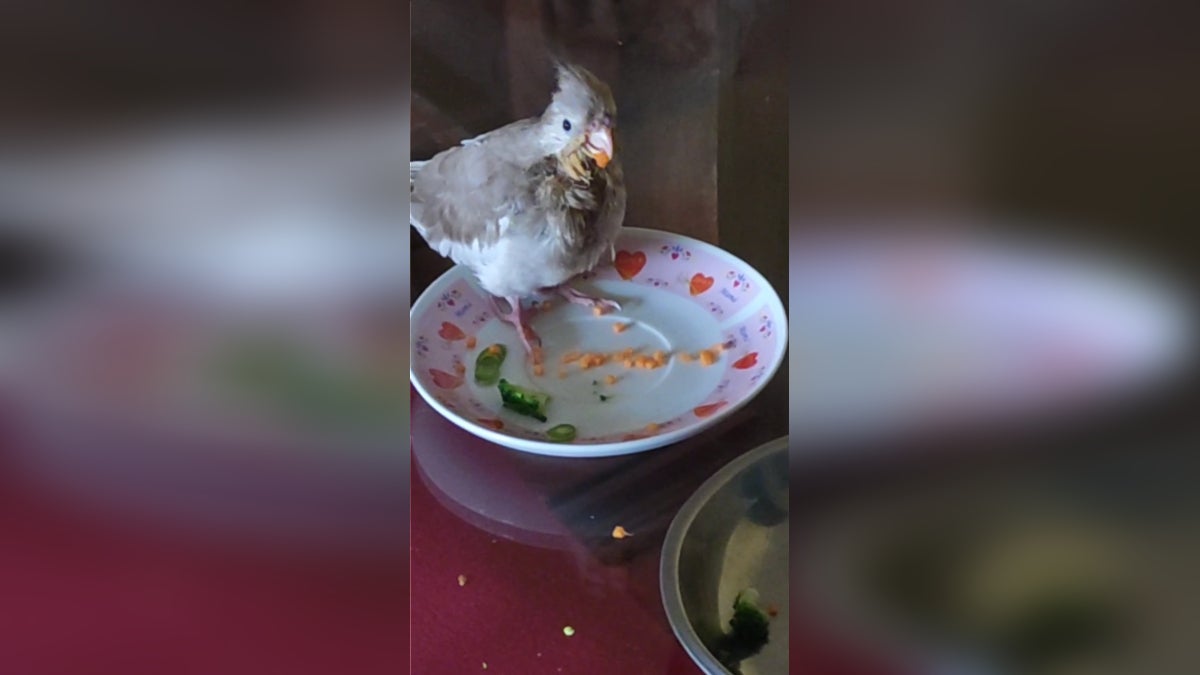 Ave esperaba que sus dueños le sirvan su alimento para poder comer. 
