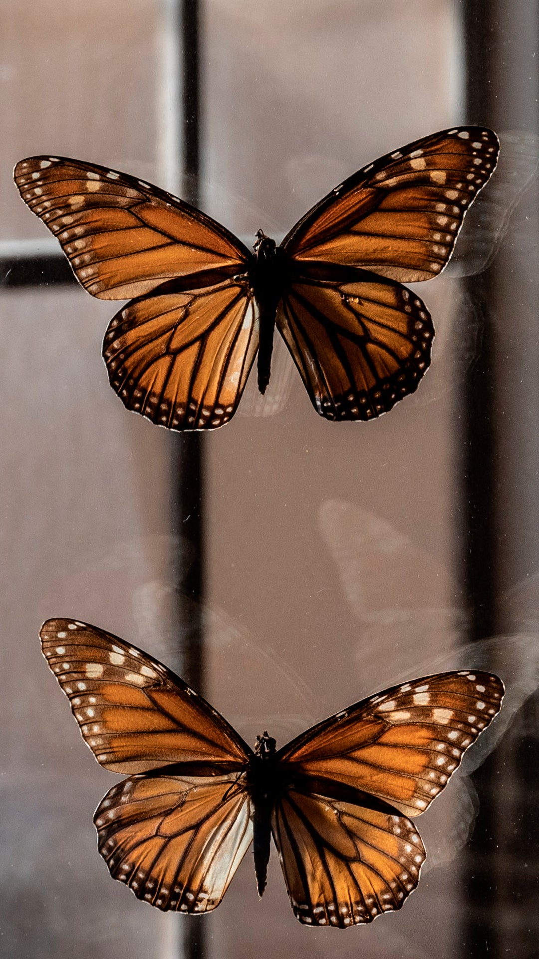 Mariposa monarca en peligro