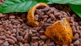Exportaciones de cacao logran nuevo récord al superar los mil millones de dólares, ¿cuáles fueron los destinos?
