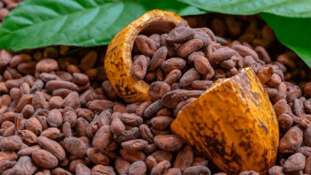 Exportaciones de cacao logran nuevo récord al superar los mil millones de dólares, ¿cuáles fueron los destinos?