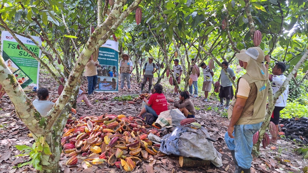 Productores de cacao beneficiarios del proyecto "Guardianes del Bosque", en capacitación de fortalecimiento de bionegocios en la Amazonía ucayalina, junto a CESAL.