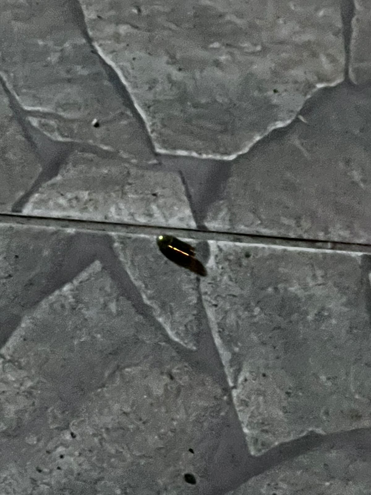 Bala dejada por los delincuentes. 