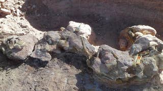 Científicos argentinos descubren nueva especie de dinosaurio gigante en la Patagonia