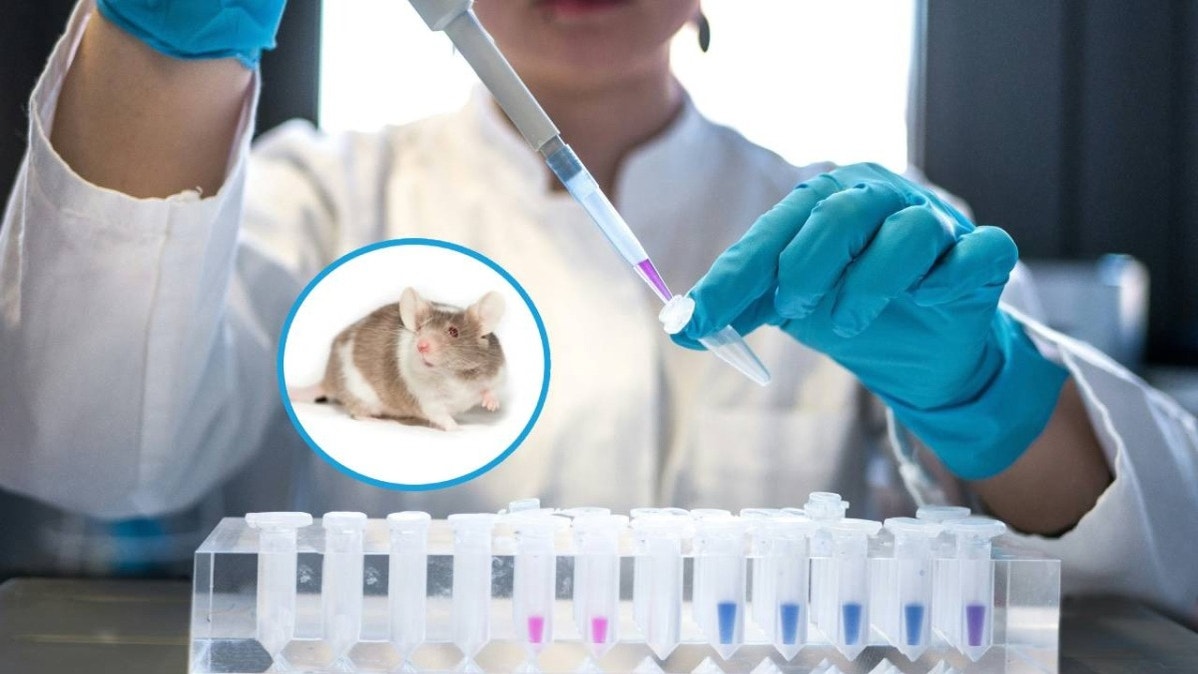 Investigadores logran eliminar tumores de cáncer de páncreas en ratones por primera vez