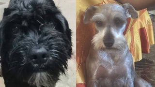 Independencia: buscan a perritos Cody y Paco que desaparecieron hace siete días