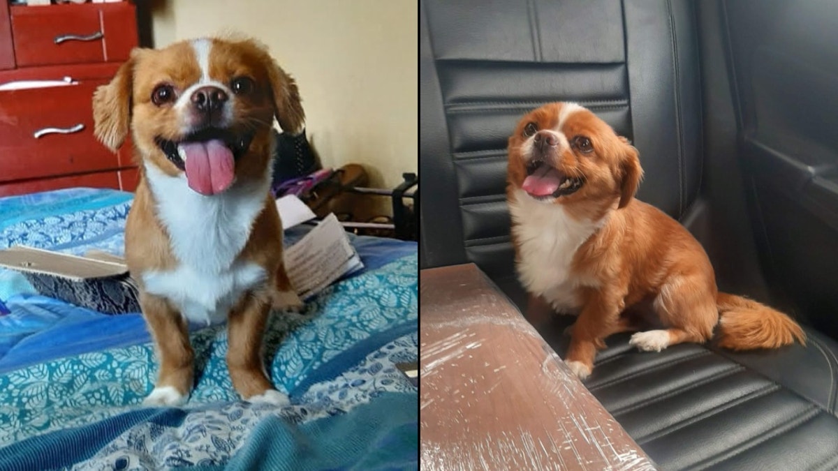 Cieneguilla: familia busca a su perrita llamada Peluza que se perdió hace tres días