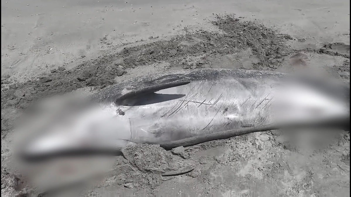 El delfín de más de cuatro metros fue encontrado muerto hoy a las 6 de la mañana en la playa Gallardo. 