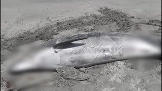 Cerro Azul: hallan a un delfín muerto en orilla de la playa Gallardo