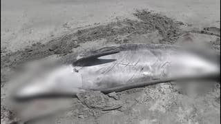 Cerro Azul: hallan a un delfín muerto en orilla de la playa Gallardo