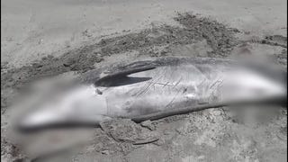Cerro Azul: hallan a un delfín muerto en orilla de la playa Gallardo