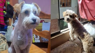 Cusco: familia busca a perrita Burbuja que desapareció en el día de San Valentín