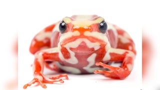 Una rana del sur de Ecuador y del norte de Perú en el centro del caso de la muerte del opositor ruso Alexéi Navalni