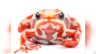 Una rana del sur de Ecuador y del norte de Perú en el centro del caso de la muerte del opositor ruso Alexéi Navalni