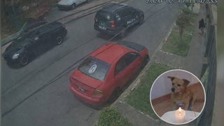 Matucana: denuncian que patrullero policial huyó tras atropellar a perrito en el distrito de Ricardo Palma