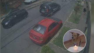 Matucana: denuncian que patrullero policial huyó tras atropellar a perrito en el distrito de Ricardo Palma