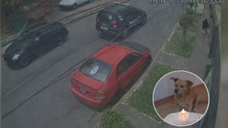 Matucana: denuncian que patrullero policial huyó tras atropellar a perrito en el distrito de Ricardo Palma