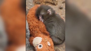 El mono ‘Punch’ se hace viral al adoptar un peluche como madre sustituta [VIDEO]