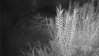 Diversos ríos de Lima, entre ellos el Rímac, aumentaron sus caudales debido a intensas lluvias, advirtió el Senamhi