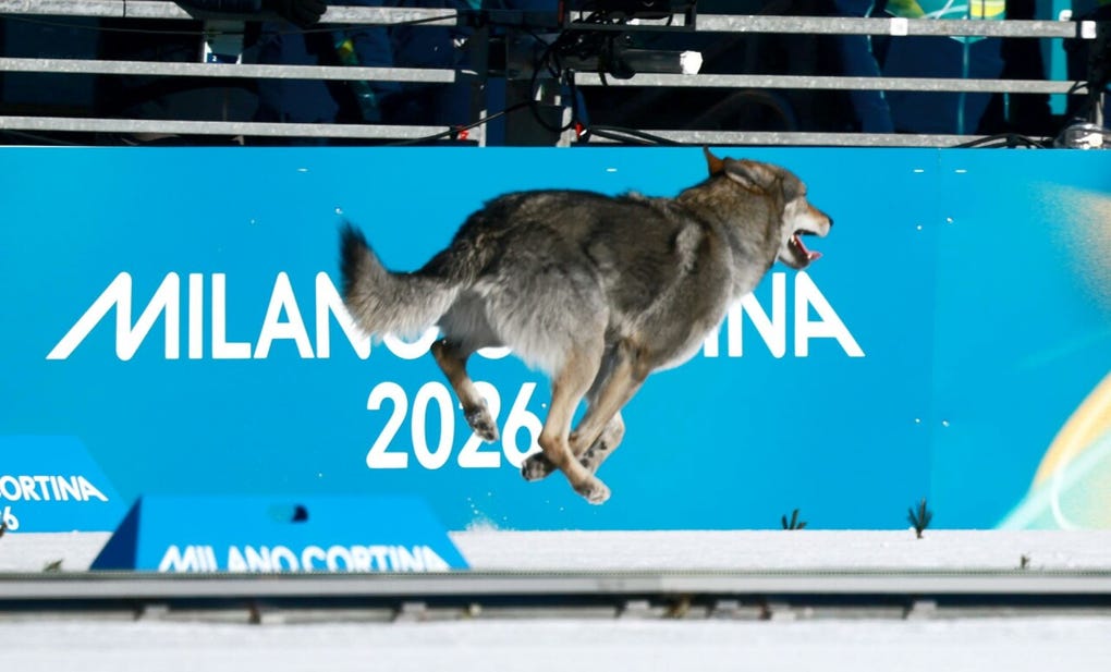Un perro lobo se convirtió este miércoles en el protagonista inesperado de la jornada en los Juegos Olímpicos de Invierno de Milán-Cortina 2026, al irrumpir en la clasificación del sprint femenino libre por equipos de esquí de fondo.