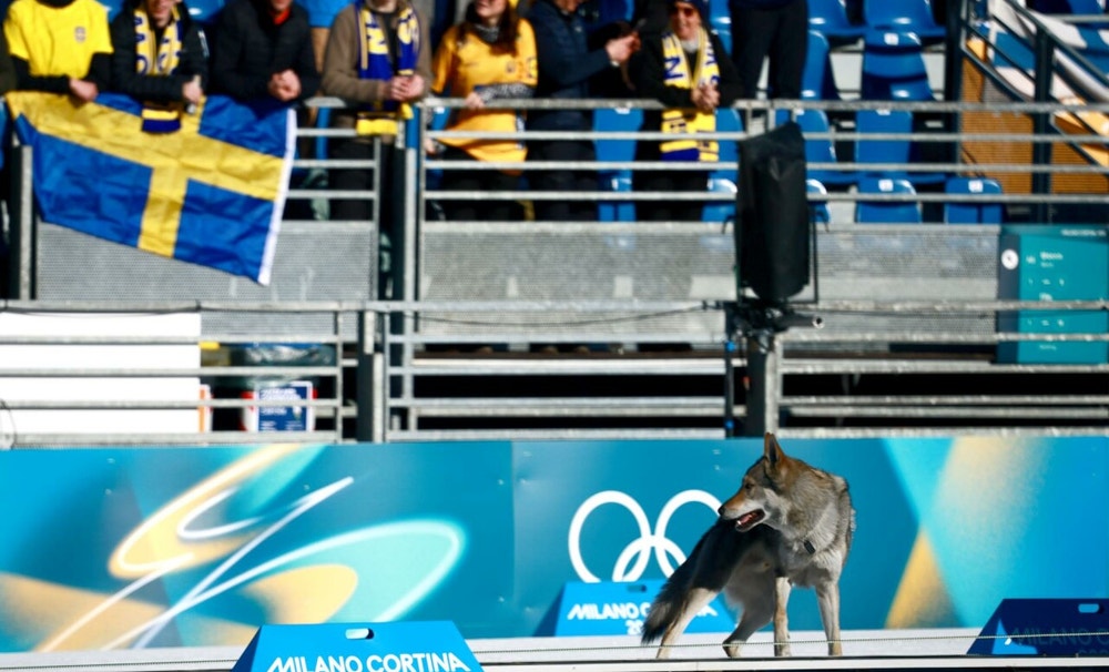Según la organización, el animal, una mezcla de lobo y perro procedente de una zona boscosa, no mostró comportamiento agresivo en ningún momento y fue controlado poco después por el personal de seguridad para evitar que alterara el desarrollo de la prueba.