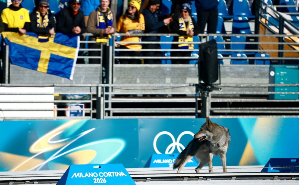 Según la organización, el animal, una mezcla de lobo y perro procedente de una zona boscosa, no mostró comportamiento agresivo en ningún momento y fue controlado poco después por el personal de seguridad para evitar que alterara el desarrollo de la prueba.