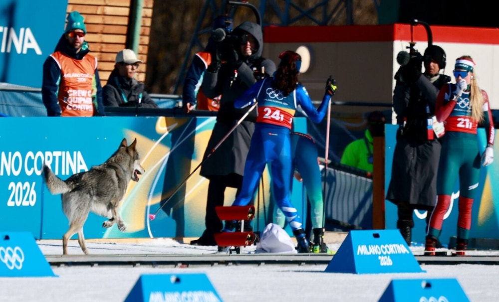 El animal accedió al circuito tras burlar el dispositivo de seguridad y recorrió parte del trazado como si se tratara de un participante más, ante la sorpresa del público y de las propias deportistas, antes de cruzar la línea de meta junto con varias competidoras.