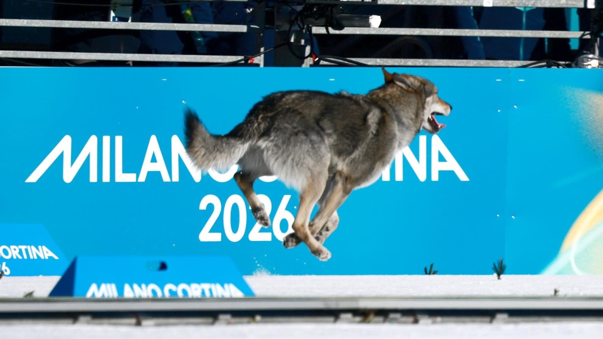 ¡Y cruzó la meta! Un perro lobo se coló en plena competencia de esquí en los Juegos Olímpicos y se volvió viral [FOTOS]