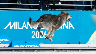 ¡Y cruzó la meta! Un perro lobo se coló en plena competencia de esquí en los Juegos Olímpicos y se volvió viral [FOTOS]