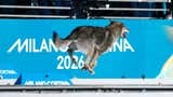 ¡Y cruzó la meta! Un perro lobo se coló en plena competencia de esquí en los Juegos Olímpicos y se volvió viral [FOTOS]