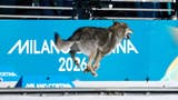 ¡Y cruzó la meta! Un perro lobo se coló en plena competencia de esquí en los Juegos Olímpicos y se volvió viral [FOTOS]