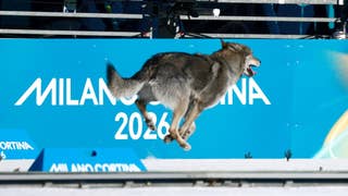 ¡Y cruzó la meta! Un perro lobo se coló en plena competencia de esquí en los Juegos Olímpicos y se volvió viral [FOTOS]