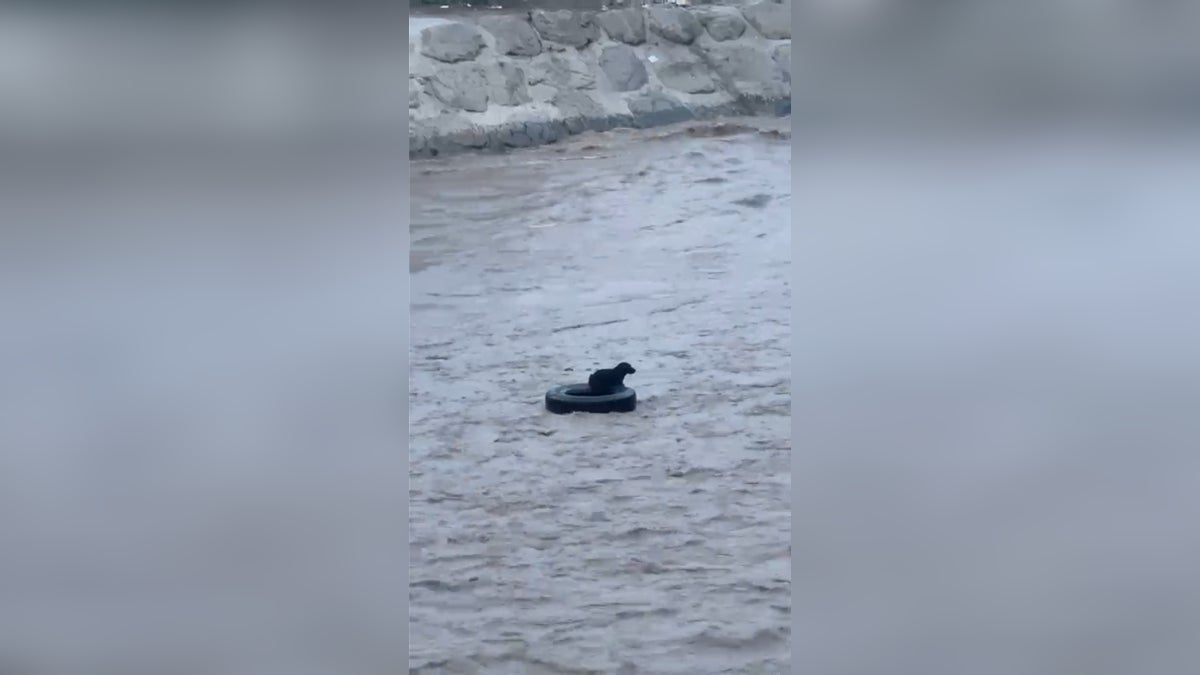 Ciudadanos informaron que un perrito se encontraba atrapado en medio del río Rímac, en Cercado de Lima. 