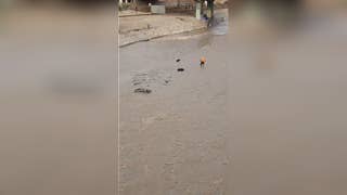 Cercado de Lima: policía desaparece en el río Rímac cuando intentó rescatar a un perro