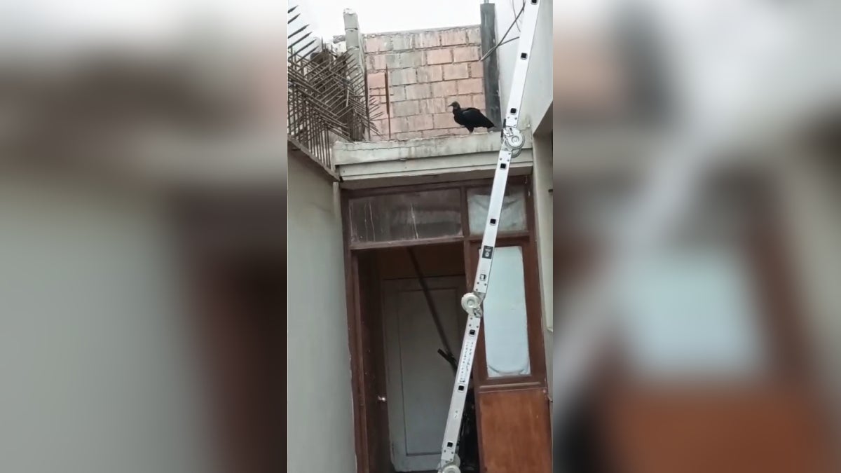  La vecina hace un llamado a  Serfor y a la Municipalidad de San Isidro para que puedan sacar y resguardar la salud del ave y su seguridad.